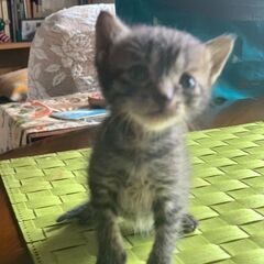 ★生後1ヶ月弱★キジシロとキジトラ（むぎわら混じり）の子猫きょうだい