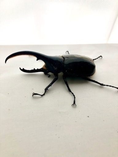 【おまけ付】（ペア）ヘラクレスオオカブト