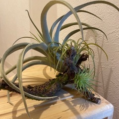 人工植物　お洒落インテリア