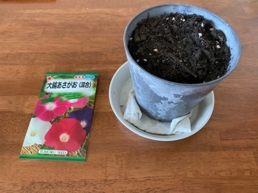 夏休み！自由研究のヒントに朝顔研究