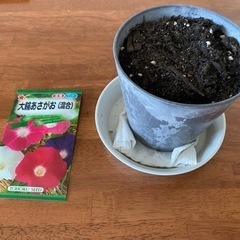 夏休み！自由研究のヒントに朝顔研究