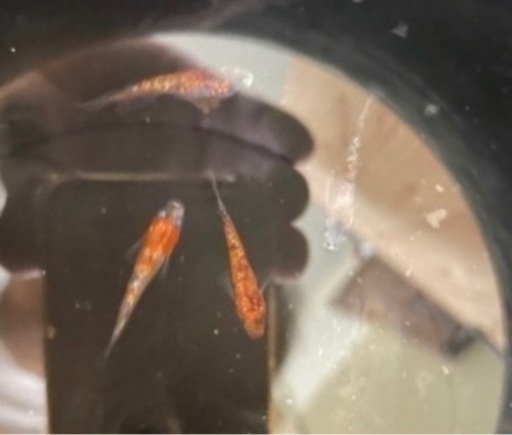 ③高品質　ブランド　メダカ稚魚〜成魚　MIX 20匹　1000円