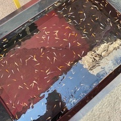 セルフ　上板めだか
