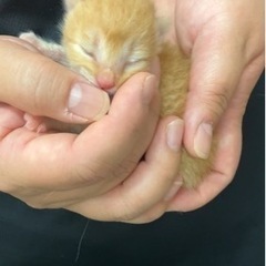生後2週間未満の子猫です