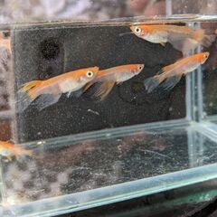🐦楊貴妃透明鱗鰭長、楊貴妃鰭長　1ペア🎶🎶