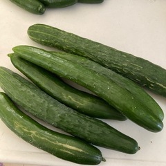 きゅうり6本