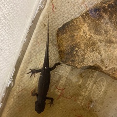 アカハライモリ譲ります　飼ってくださる方！