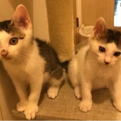 2~3ヶ月の子猫達