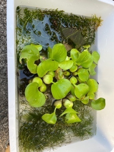 水草　3種セット　ホテイ草　アナカリス　マツモ