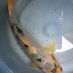 🐟白写り◆べっ甲◆錦鯉（ニシキゴイ）20cm前後〜【生体】