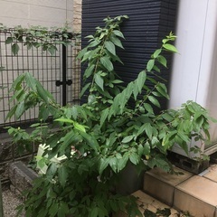 蝋梅