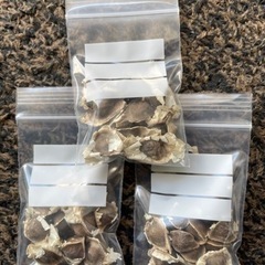 🪴奇跡の木 モリンガの種  25粒の画像