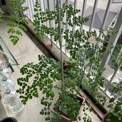 🪴奇跡の木 モリンガの種  25粒の画像