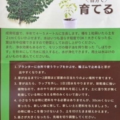 🪴奇跡の木 モリンガの種  25粒の画像