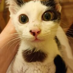 とっても美形な白黒仔猫君