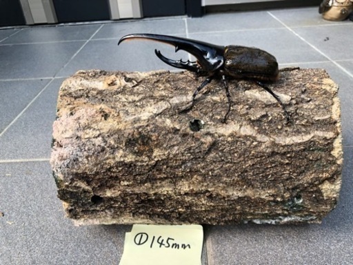 ①ヘラクレスオオカブトムシ145mm