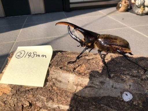 ②ヘラクレスオオカブトムシ148mm 本当に大きいです。