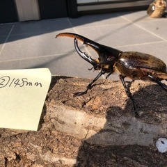 ②ヘラクレスオオカブトムシ148mm 本当に大きいです。