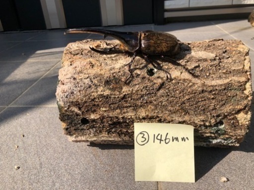 ③ヘラクレスオオカブトムシ146mm