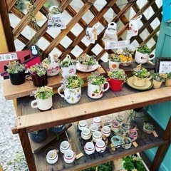 New多肉の寄せ植え