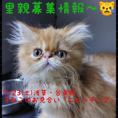 5/11生♪エキゾチック・ロングヘアー♂レッド＆ホワイト(トライ...