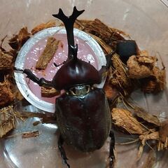カブトムシ