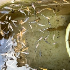 MIXめだか　あげますの画像