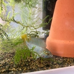Ap.ボレリー（レッドマスク ）ブリードの稚魚5匹_2