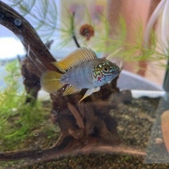 Ap.ボレリー（レッドマスク ）ブリードの稚魚5匹_2の画像