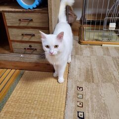可愛い猫達を幸せに。里親募集中。
