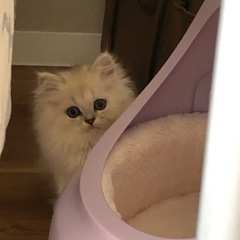 ペルシャの子猫