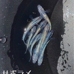 めだか　サボラメブルー有精卵25個+(補償分5個)
