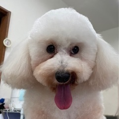 人懐っこいプードルの女の子です