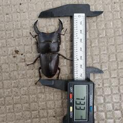 国産オオクワガタ　ペア