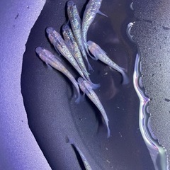 メダカ　天界　有精卵25個+α(補償分5個)