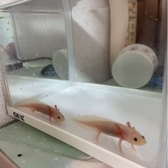 ウーパールーパーの画像