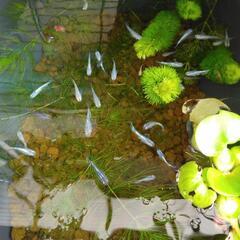 ミックスメダカの稚魚　成魚　今年産まれの子達です。おまけ付き♪