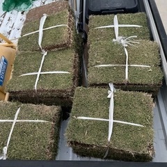 高麗芝　6束半
