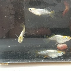 鳳凰改　1P（ペア組）　1200円の画像