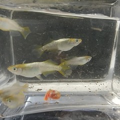 鳳凰改　1P（ペア組）　1200円の画像