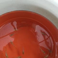 鳳凰めだか　1P（ペア組）　　1000円