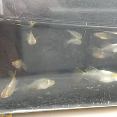 鳳凰めだか　1P（ペア組）　　1000円の画像