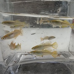 鳳凰めだか　1P（ペア組）　　1000円の画像