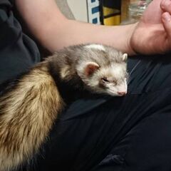 フェレット 保護されました