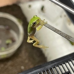 ニホンアマガエル[6月下旬〜7月上旬上陸個体]