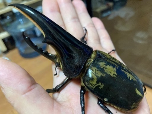 ヘラクレス　C68メテオ CBF3 ♂単　未後食　完品