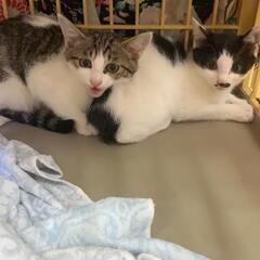 子猫がいっぱい毎週譲渡会開催中!