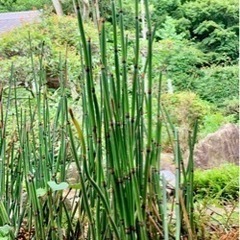 トクサ　砥草　⭐️ビオトープや金魚池に⭐️