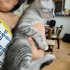 （急募）美猫☆里親募集！黒縞♀ - 宇和島市