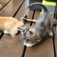 （急募）美猫☆里親募集！黒縞♀ - 里親募集